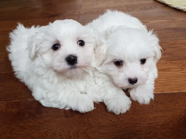 cuccioli pronti per la loro nuova casa. | Foto 1