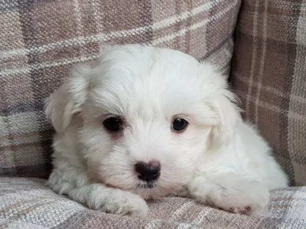 cuccioli pronti per la loro nuova casa. | Foto 0