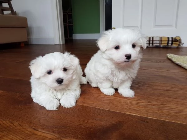 cuccioli pronti per la loro nuova casa.