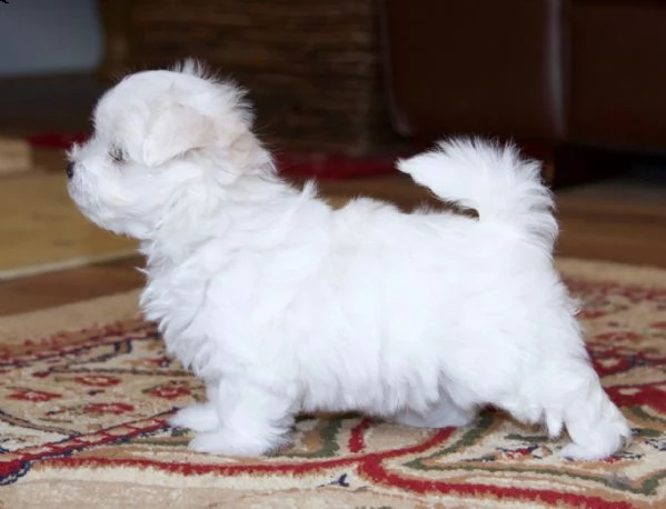 cuccioli maltesi in vendita | Foto 1