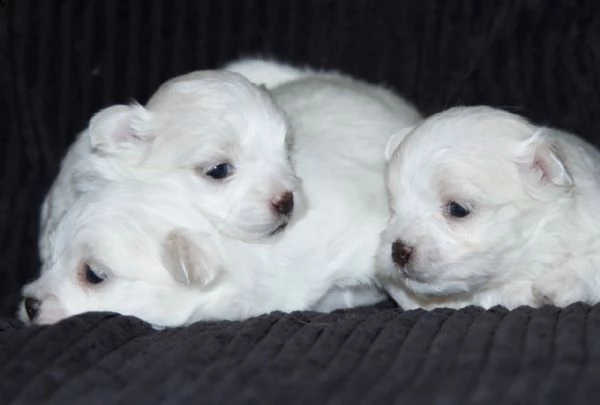 cuccioli maltesi in vendita