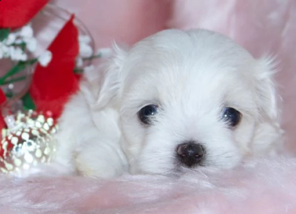 cuccioli maltesi in vendita | Foto 0