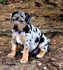 adorabili cuccioli di catahoula leopard femminucce