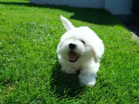 cuccioli di 3 mesi bichon frise | Foto 0