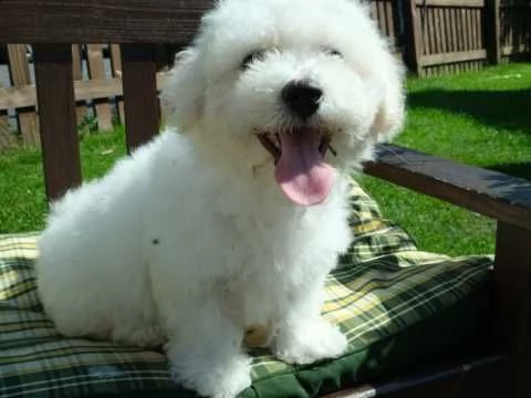 cuccioli di 3 mesi bichon frise