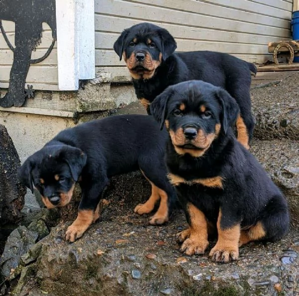 cuccioli di rottweiler 