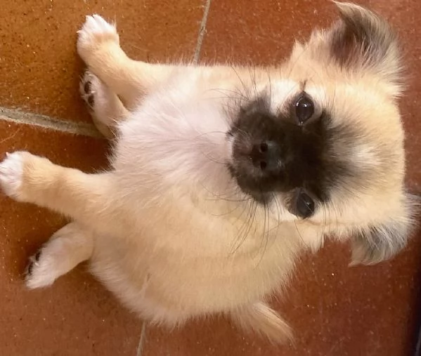 Cuccioli chihuahua con pedigree Enci | Foto 6