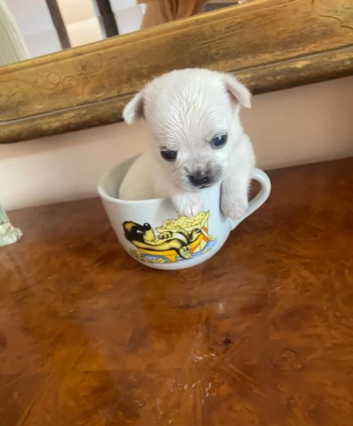 Cuccioli chihuahua con pedigree Enci | Foto 4