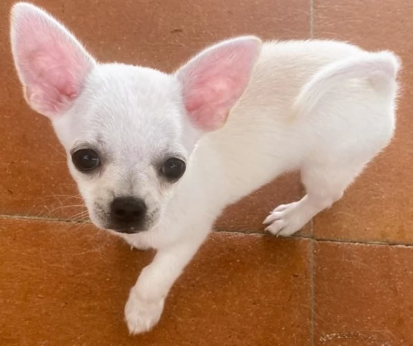 Cuccioli  con pedigree pronti per la consegna | Foto 3