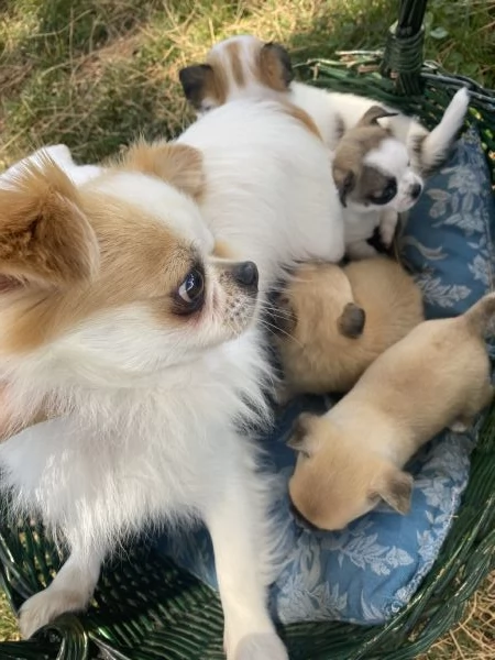 Cuccioli  con pedigree pronti per la consegna | Foto 0