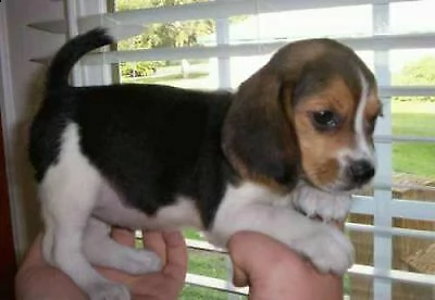  cuccioli di beagle 