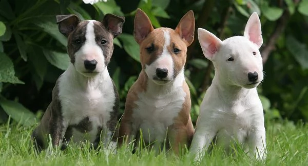 maschio e femmina cucciolo bulll terrier