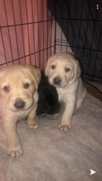 cuccioli di labrador