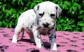 cucciolo di dalmata tenerissimi intrigantissimi e buonissimi di 70 giorni sia maschi che femmina ott