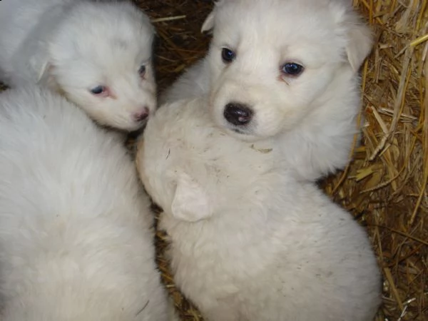 regalo cuccioli di pastore maremmano  | Foto 1