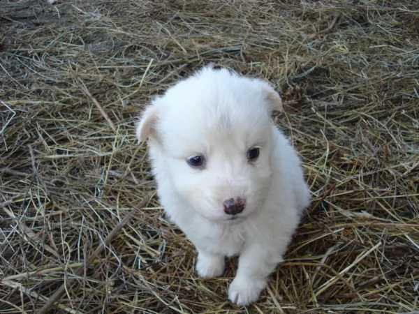 regalo cuccioli di pastore maremmano  | Foto 0