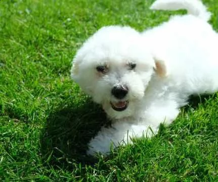 cuccioli di bichon frise bianco | Foto 0