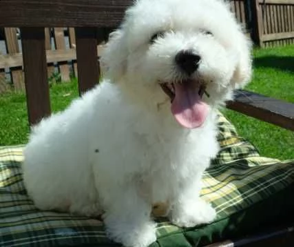 cuccioli di bichon frise bianco