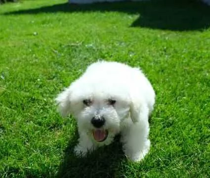 bichon frise cuccioli di 3 mesi | Foto 0