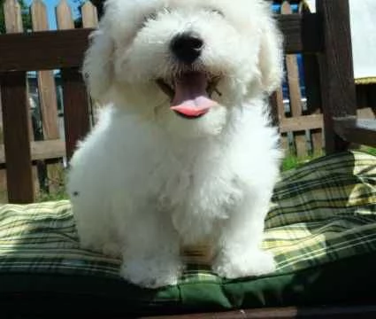 bichon frise cuccioli di 3 mesi