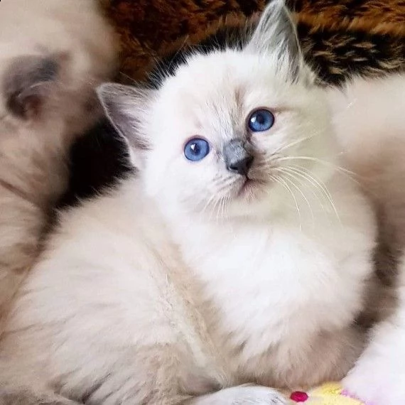 cuccioli di ragdoll razza pura