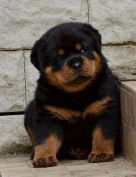  regalo rottweiler cuccioli (maschio e femmina)