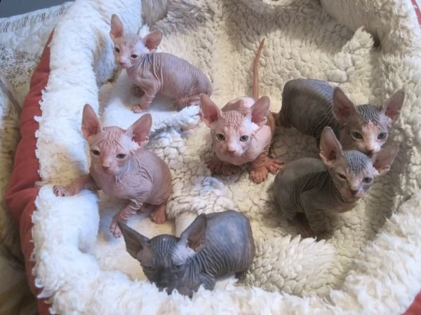 gattini sphinx carino bella loof vi presentiamo questi adorabili sphynx. ci sono 2 ragazze e 3 ragaz