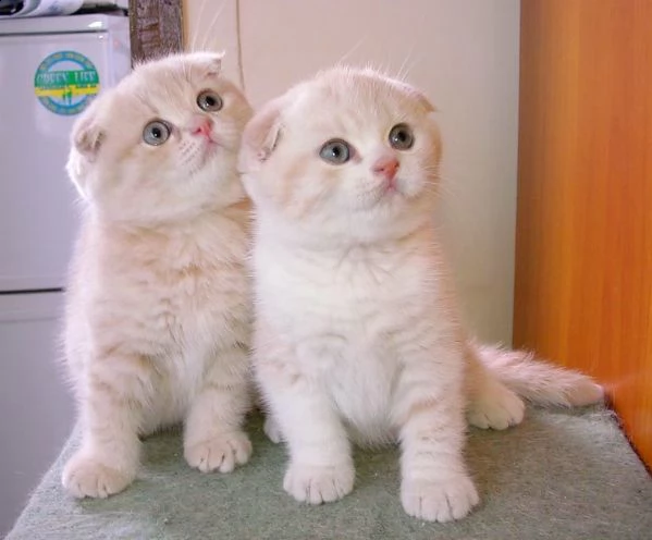 scottish fold gattini a vostra disposizione allevatore offre scottish fold gattini vaccinati chip di