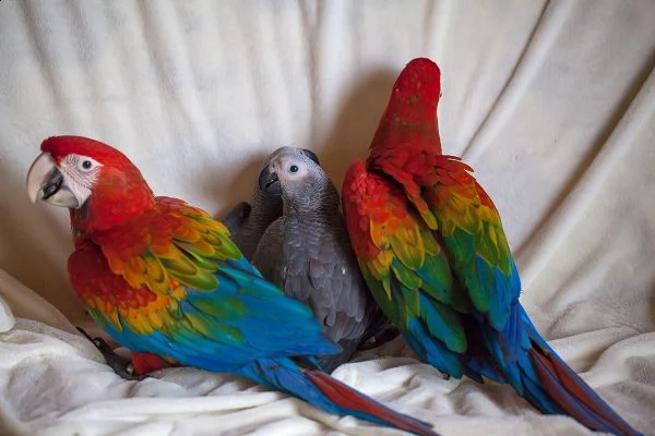 pappagallo fertili e incubatori (((cacatua pappagalli, pappagalli africani grigi))) | Foto 0