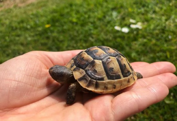 bellissimi tartarughe di terra