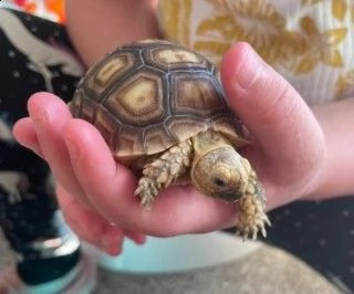 coppia di tartarughe di terra sulcata e redfoot