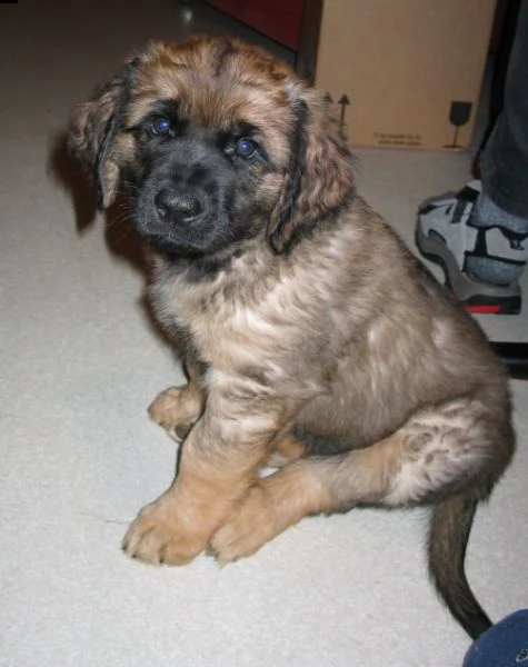 bellissimi cuccioli di leonberger