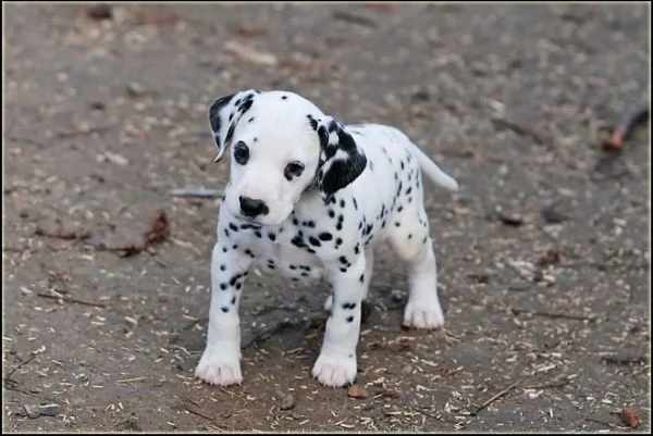 adorabili cuccioli di dalmata femminucce e maschietti disponibili