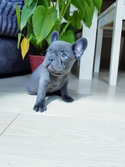 cucciolate di bouledogue francese color blue e crema | Foto 0