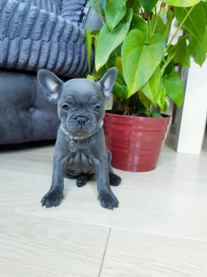 cucciolate di bouledogue francese color blue e crema