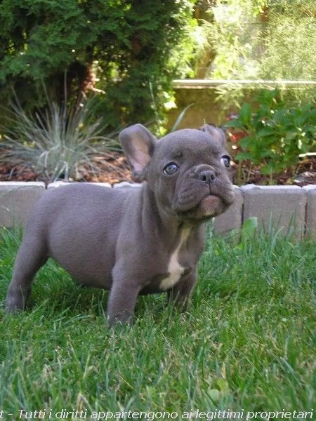 vendita cucciolo cuccioli di bouledogue francese