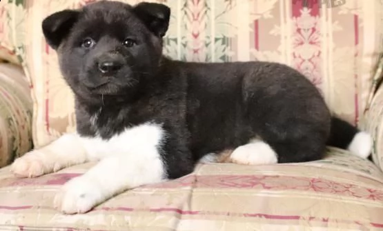 regalo cucciolo di akita inu in pronta consegna provvisti di: • microchip, • due vaccini, • svermina