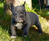 cuccioli di bulldog francese