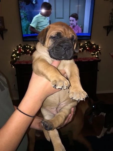 disponibili cuccioli bull mastiff 3 mesi completi di vaccinazioni, sverminati, certificato ottima sa