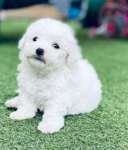 bichon frise 1 maschio e 2 femmine | Foto 1