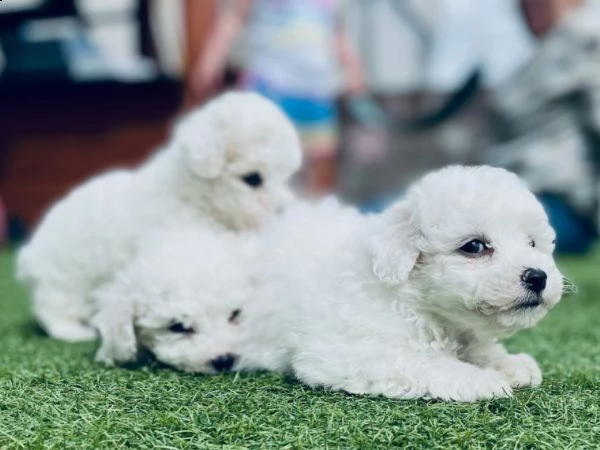 bichon frise 1 maschio e 2 femmine | Foto 0