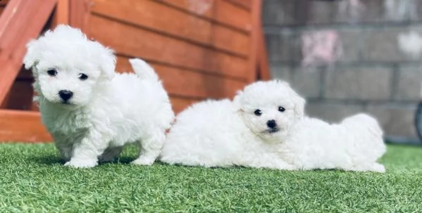 mini cuccioli di bichon frise gratis | Foto 1