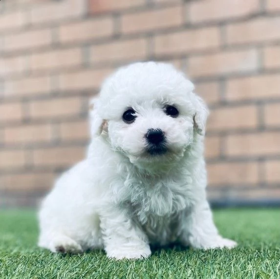 mini cuccioli di bichon frise gratis | Foto 0