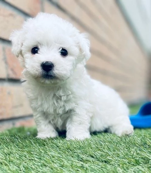 mini cuccioli di bichon frise gratis