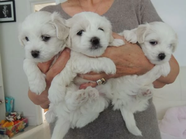 bellissimi e adorabili cuccioli di maltese pronti per partire | Foto 1