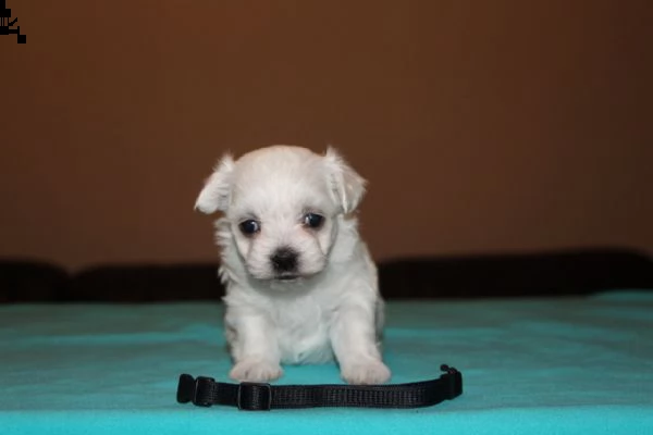 bellissimi e adorabili cuccioli di maltese pronti per partire | Foto 0