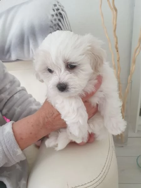 bellissimi e adorabili cuccioli di maltese pronti per partire