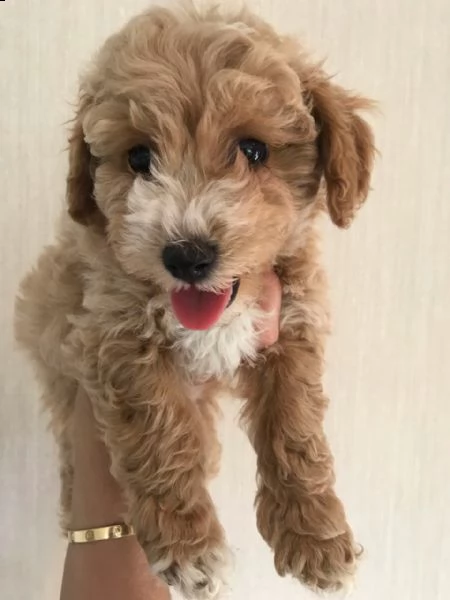 gli eccezionali cuccioli di cavapoo sono preparati per le loro nuove case.