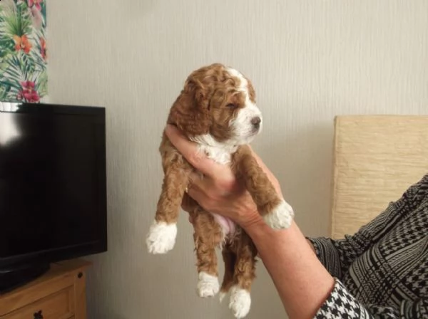 gli eccezionali cuccioli di cavapoo sono preparati per le loro nuove case. | Foto 1