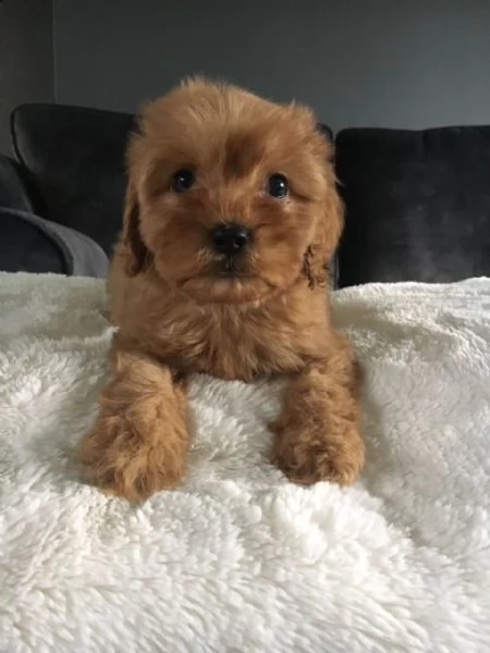 gli eccezionali cuccioli di cavapoo sono preparati per le loro nuove case. | Foto 0